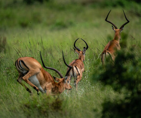 Impalas running away from a lion