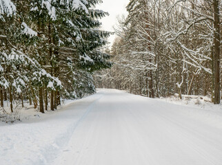 Zimowa droga do Białowieży