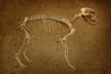 Canine skeleton in retro style