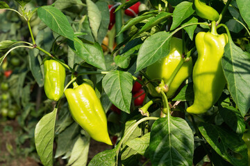 Ripe pepper plant growing in homemade greenhouse. Fresh bunch of green natural paprika on branch in vegetable garden. Organic farming, healthy food, BIO viands, back to nature concept.
