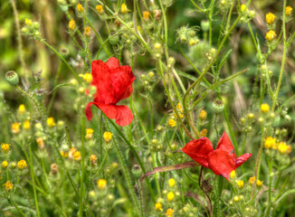 Fototapeta premium Coquelicots dans la prairie à Augisey, Jura, France