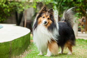 Cãozinho Pastor de shetland