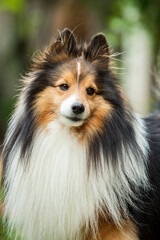 Cãozinho Pastor de shetland