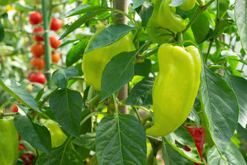 Ripe pepper plant growing in homemade greenhouse. Fresh bunch of green natural paprika on branch in vegetable garden. Organic farming, healthy food, BIO viands, back to nature concept.
