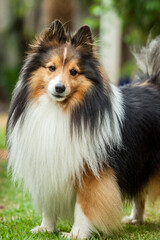 Cãozinho Pastor de shetland