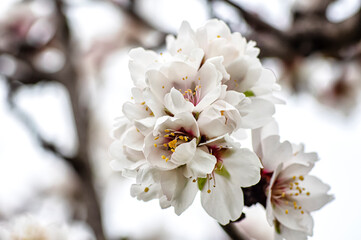Almond Blossom Macro Photography, Flowered Almond Tree and Almond Blossom Branches with Selective Focus Countryside Sardinia