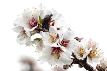 Almond Blossom Macro Photography, Flowered Almond Tree and Almond Blossom Branches with Selective Focus Countryside Sardinia