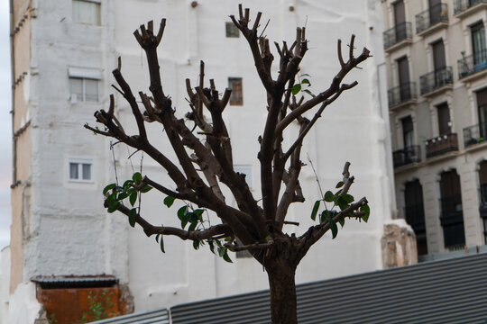 &aacute;rbol talado