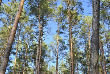 Obraz premium winter forest