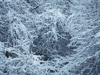 Winter background with snowy tree branches