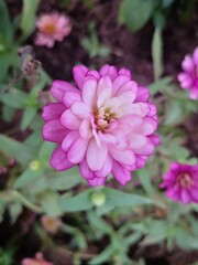 Fototapeta premium close-up of pink ZINNIA flower with purple lace blooming in garden