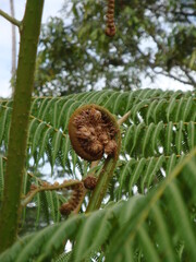tropical fern