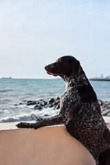 Brown shorthaired pointer standing with his front paws on stone wall and looks into distance on blue sea and sky. Walk with dog on beach. Beautiful elegant kurzhaar.