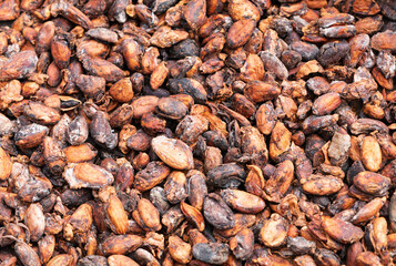almonds drying at home of local farmer in Bali