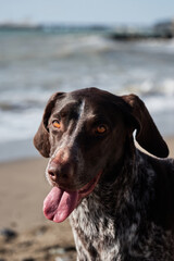 Close up portrait of Kurzhaar. German shorthair breed of hunting dogs. Brown shorthaired pointer is sitting and smiling.