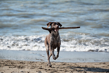 Brown shorthaired pointer with white spots running along beach and holding stick in his mouth. German cop is short haired hunting dog breed. Walk with dog on sandy beach and active games.