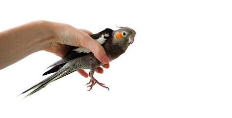 Female hand holds a gray parrot cockatiel on a white isolated background. Parrot in hand. Hand...