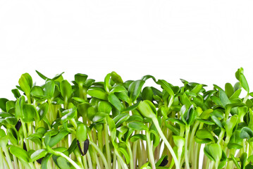 Young sunflower sprouts close up. Green shoots of sprouted grains. Sprouts isolated on a white background.