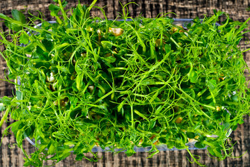 Young pea sprouts close up. Green shoots of sprouted grains in a plastic container. Shoots on a black background.