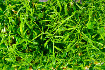 Young pea sprouts close up. Green shoots of sprouted grains. Texture of sprouts on a black background.