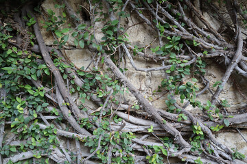 Closeup shot of winding vines and roots covering a wall. Perfect for background