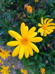 Wild yellow daisy. Euryops pectinatus