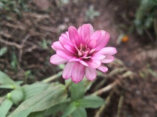 close-up of pink ZINNIA flower blooming in garden