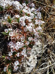 Fleurs montagne turquie