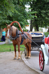 Obraz na płótnie Canvas Brown horse harnessed to stroller, Suzdal, Vladimir region, Russia