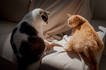 two domestic cats interact under the light of the window