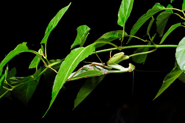 Giant Asian mantis // Indische Riesengottesanbeterin (Hierodula membranacea) - Sri Lanka - obrazy, fototapety, plakaty
