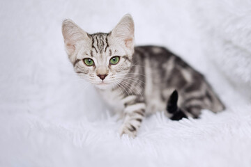 Fototapeta na wymiar Kitten stripes on white background