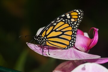Monarch butterfly, Danaus plexippus, butterfly resting on the lilac flower, selective focus