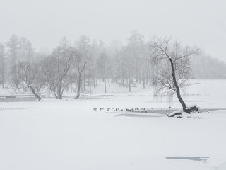 Blizzard in the winter park. Minimalistic winter landscape.