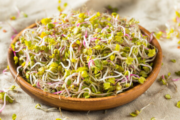 Organic Raw Red Radish Sprout Microgreens
