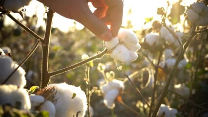 Macro close-up of hand touching soft cotton flower in autumn in countryside with brown field of many cotton crops