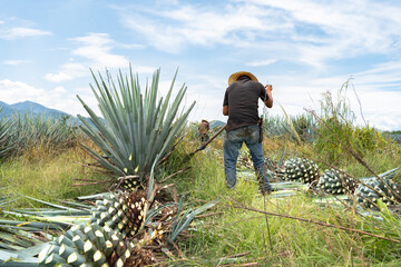 El campesino está trabajando en el campo de agave en Tequila Jalisco.