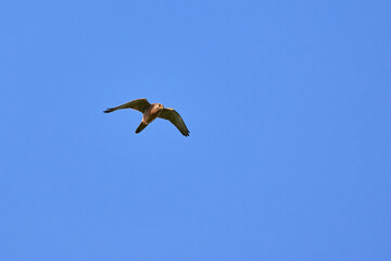 Common kestrel in flight (Falco tinnunculus) bird of prey hunting