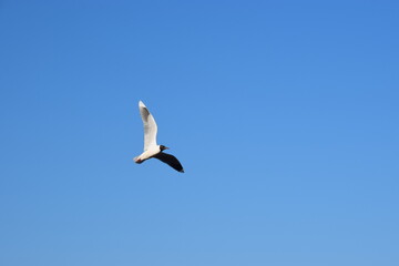 Obraz premium cielo azul