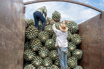 Los campesinos están acomodando el agave en el camión.