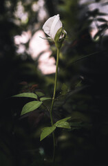 Obraz premium White rose bud in the evening dark background.