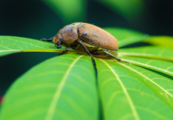 Orange-brown color Old Beetle on a vibrant green leaf, macro close up wildlife photo.