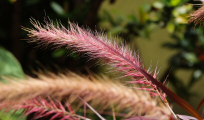 Pennisetun flower in bloom