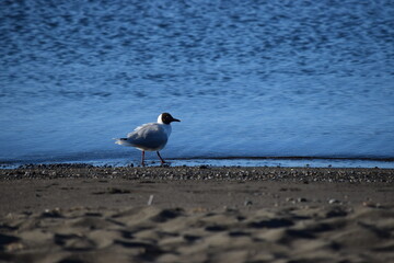 gaviota en la playa