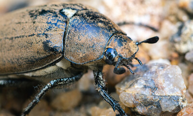Large old brown Beetle on the ground, awesome insects macro photography