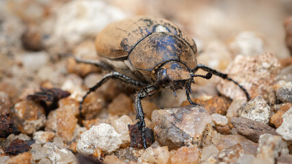 Large old brown Beetle on the ground, awesome insects macro photography