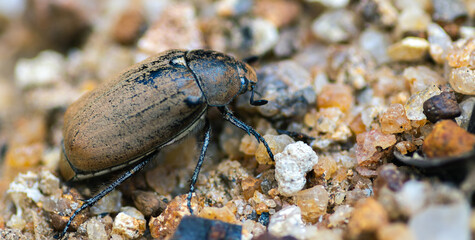 Large old brown Beetle on the ground, awesome insects macro photography