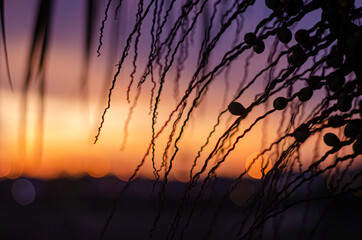 sunset in the mountains, silhouette fruit