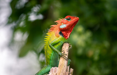 Beautiful green garden lizard climb and sitting on top of the wooden trunk like a king of the jungle, bright orange-colored head and sharp yellowish spikes in the spine, side low angle close up view.