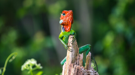 Beautiful green garden lizard climb and sitting on top of the wooden trunk like a king of the...